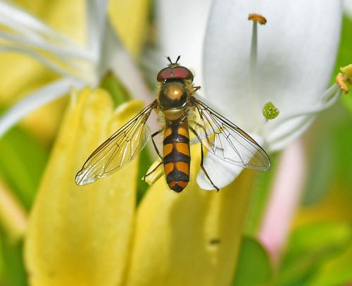 Réf. 343 871 : Meliscaeva auricollis